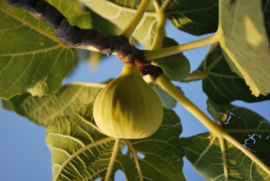 Ficus carica 'Col de dame blanche'