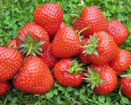 Aardbeien (Fragaria)