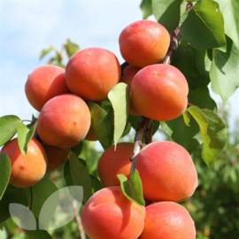 Abrikoos Prunus armeniaca 'Tomcot' ®