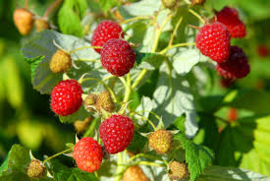 Rubus idaeus 'Heritage'