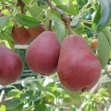 Pyrus com. 'Red Williams'