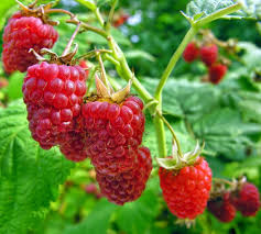 Rubus idaeus 'Glen Ample'®