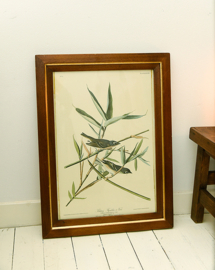 Vintage Audubon print in vintage lijst
