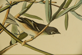 Vintage Audubon print in vintage lijst
