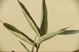 Vintage Audubon print in vintage lijst