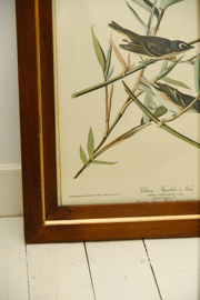 Vintage Audubon print in vintage lijst