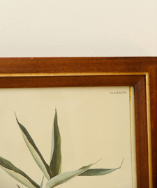 Vintage Audubon print in vintage lijst