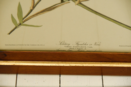 Vintage Audubon print in vintage lijst