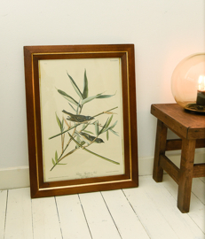 Vintage Audubon print in vintage lijst