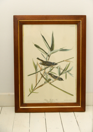 Vintage Audubon print in vintage lijst