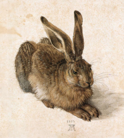 Dürer, Haas