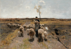 Mauve, Het pasgeboren lam