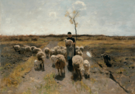 Mauve, Het pasgeboren lam