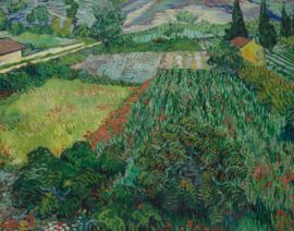 Van Gogh, Klaproosveld
