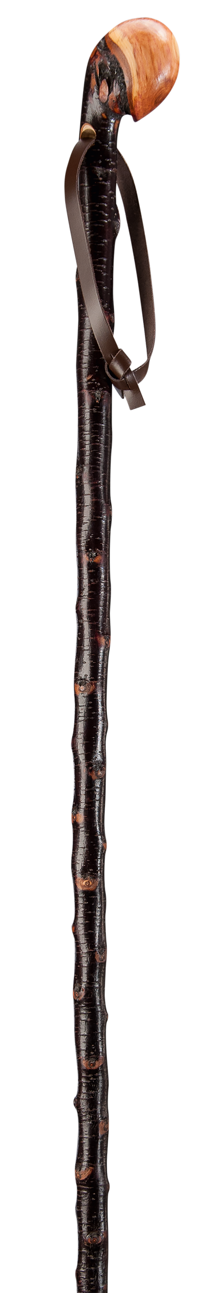 SCHWARZDORN WORTELSTOK SCHORS-ECHT