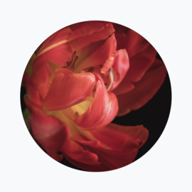 Tulp