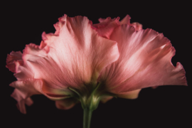 Lisianthus op canvas