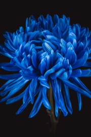 Chrysant op canvas