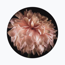 Chrysant