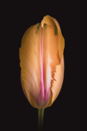 Tulp op canvas