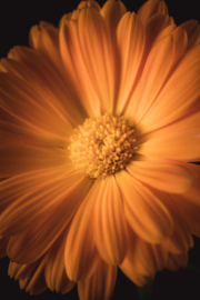 Goudsbloem op canvas