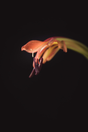 Crocosmia op canvas