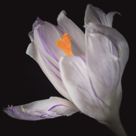 Krokus op canvas