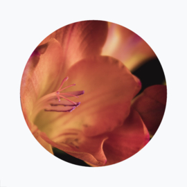 Oranje bloemen