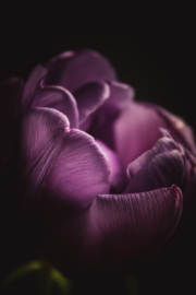 Tulp op canvas