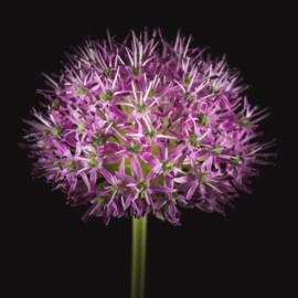 Allium op canvas