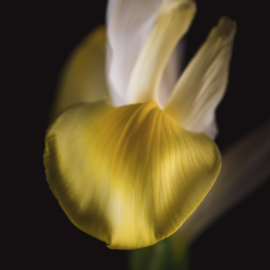 Iris op canvas