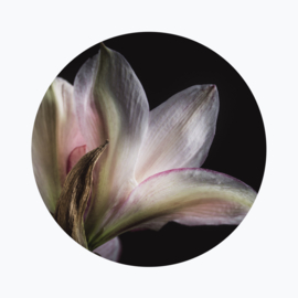 Amaryllis