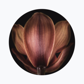 Orchidee