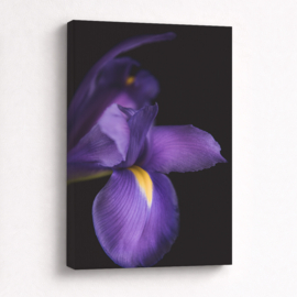 Iris Paars - Canvas Schilderij