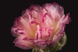 Tulp op canvas