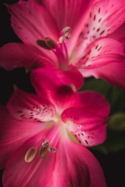 Alstroemeria op canvas