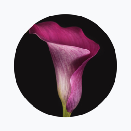 Calla