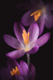 Krokus op canvas