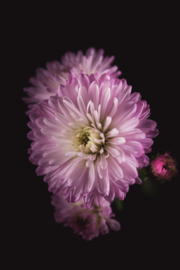 Aster op canvas