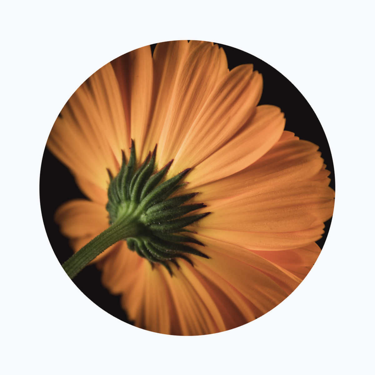 Geboortebloem oktober