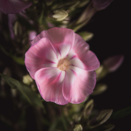 Vlambloem op canvas