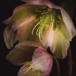 Helleborus op canvas