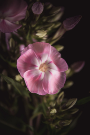 Vlambloem op canvas