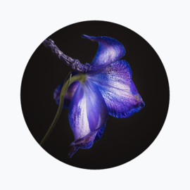 Geboortebloem juli