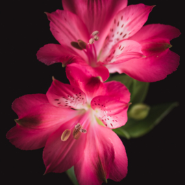 Alstroemeria op canvas