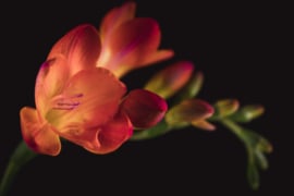 Crocosmia op canvas