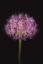 Allium op canvas