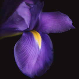 Iris op canvas