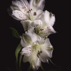 Alstroemeria op canvas