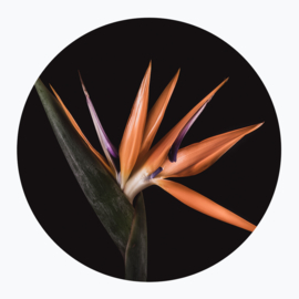Oranje Bloemen - Muurcirkel